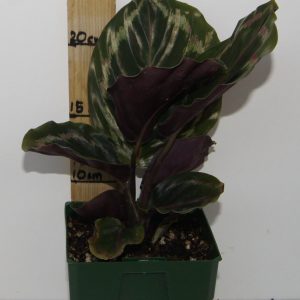 Calathea roseopicta Medalion