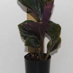 Calathea roseopicta Medalion