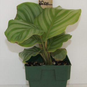 Calathea orbifolia