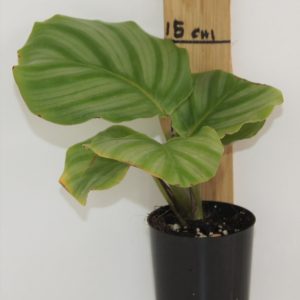 Calathea orbifolia