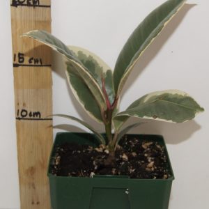 Ficus Elastica Tineke