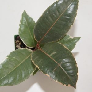 Ficus Elastica Tineke