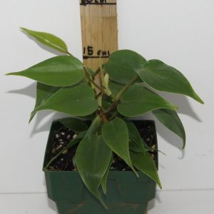 Philodendron hederaceum Cordatum