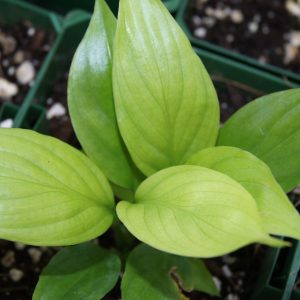 Spathiphyllum floribundum Mojo